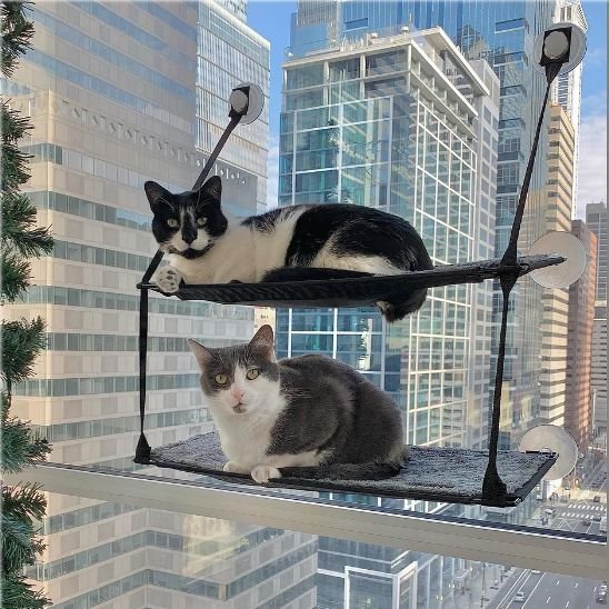 Hamac Chat Fenêtre | CozyView - Chats Dormeurs