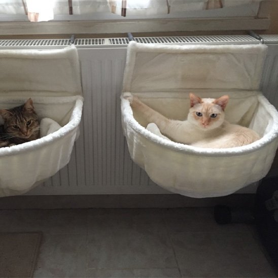 Hamac pour Chat | Confort Chaleur - Chats Dormeurs
